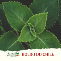 Imagem de Boldo do Chile 30g